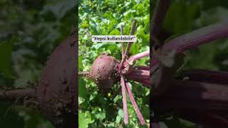 #kırmızıpancar #pancar #doğalyaşam #sağlıklıyaşam #bitkiler #bahçe #short  #beslenme #beetroot #beet