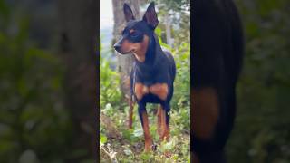 Good looking Miniature Pinscher shows up  #dogshorts  #funny #minipinscher #viralshorts