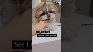 Don’t miss the end #dog #murphy #shihtzu #funnyshorts