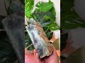 Fluorita la piedra de la claridad mental, LOOAN  #cuarzos #energíapositiva #crecimientopersonal
