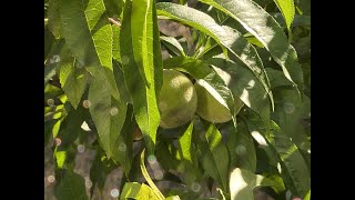 persimmon and peach tree in zone 7