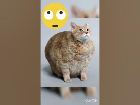 Самые толстые коты в мире @Руслан С - YouTube