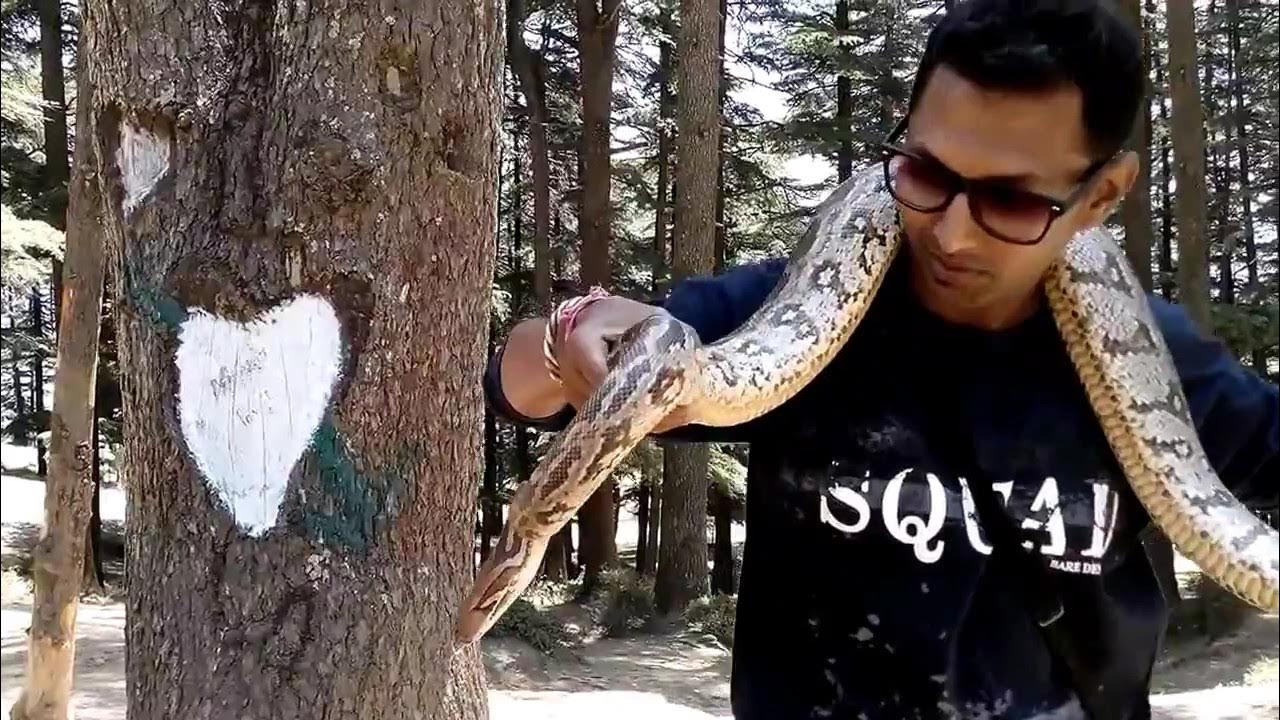 python on shoulder | comedy | animal | carry on shoulder | Shimla ...