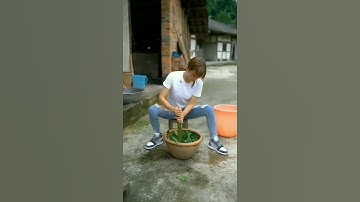 Thumbnail of Cara membuat Cincau Jelly dari daun cincau