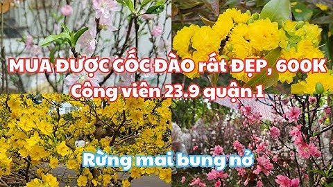27 tết, chợ hoa tết công viên 23.9 quận 1: ĐI  MUA ĐƯỢC GỐC ĐÀO 600K RẤT ĐẸP - Rừng mai nở vàng rực