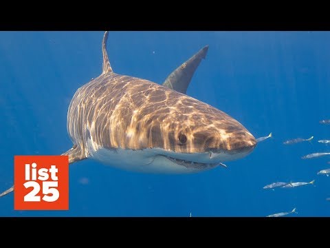 Videó: Cápahét: 12 lenyűgöző tények