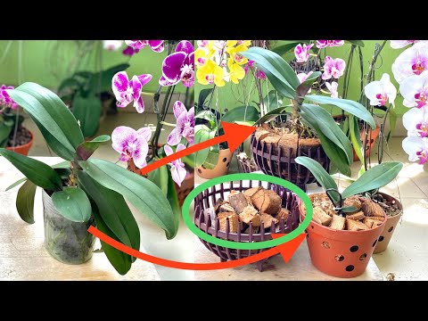 Video Cách Tách Lan Hồ Điệp Con Trồng Bằng Xơ Dừa Giúp Ra... - youtube