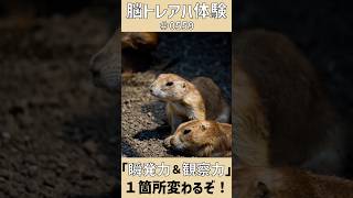 毎日ショート脳トレ！ #0559 「プレーリードッグ」｜写真のアハ体験間違い探しで脳を活性化しよう！