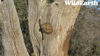 WildEarth - Sunrise Safari -  30 July 2023