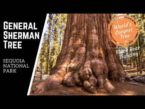 World&rsquo;s Largest Tree | General Sherman Tree | Sequoia National Park