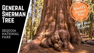 World's Largest Tree | General Sherman Tree | Sequoia National Park