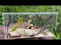 Catching insects by hand, praying mantis, longhorn beetles, ... and encountering a giant snake!