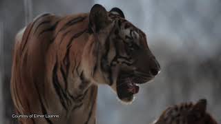 Classification - Endangered Species