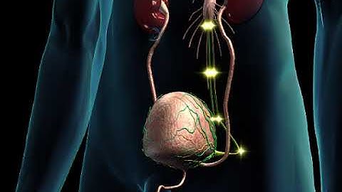 How Neurological Control of Bladder Function Animation - Neural Control of Urination Video