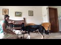 Train Lapponian Herder to Put Toys Away の動画、YouTube動画。