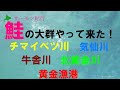 【サーモン紀行】Vol..3 サケの大群 チマイベツ川 気仙川 北黄金川 牛舎川 黄金漁港 鮭釣り情報