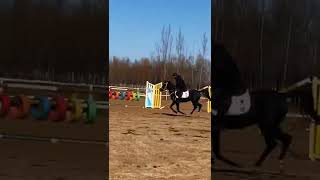 Wild Horse Mare Revolutionizing Young Foals Future Stallions Horses