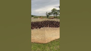 Raising ducks for eggs #raisingducks #ducksfarm #duckeggs #animals