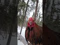 MrBeast the Rooster #mrbeast #sigma #viral