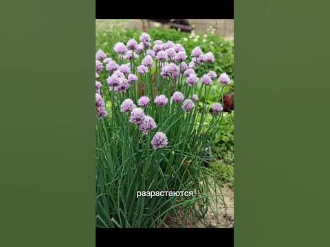 Шикарный ковёр из многолетних цветов в вашем саду 🌼 - YouTube