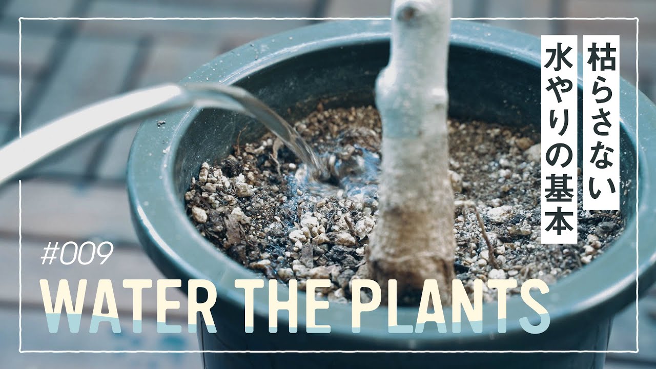 【水やり】枯らさない水やりの基本 - Water the plants - のサムネイル