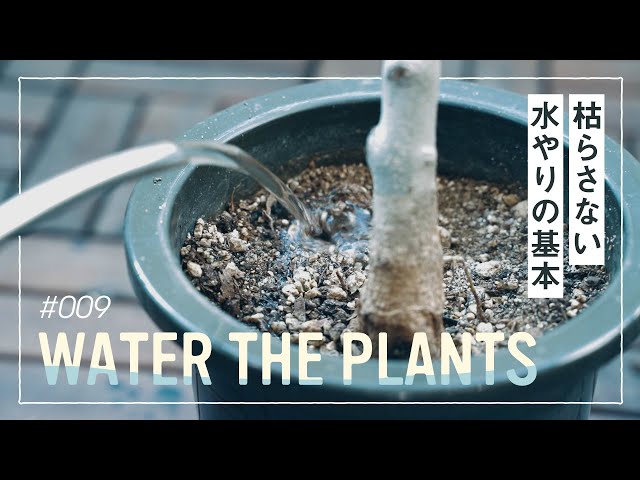 【水やり】枯らさない水やりの基本 - Water the plants - のサムネイル
