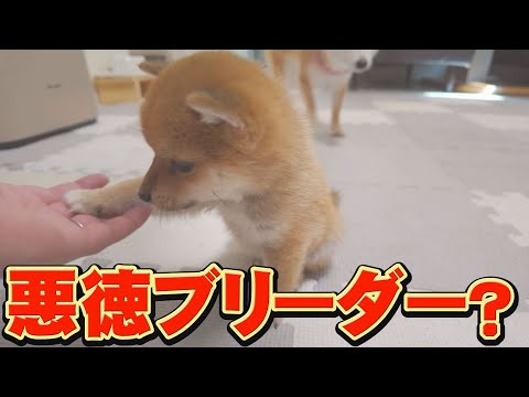 豆柴 2024/2/14生まれ豆柴サイズの白柴雄 | 商品紹介 | 三重県