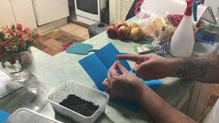 Planting Gesneriad Seeds (Streptocarpus & African Violet)
