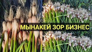 ЧЕСНОК эгип БАЙЫП кетсе БОЛОТ || ДЫЙКАН