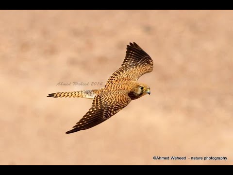 Kestrel Release تحرير صقر الجراد من صيادين الصقور