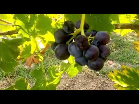 Video: Raccolta Dell'uva: Come Raccoglierla Per Il Vino? Raccolta A Macchina Ea Mano. Quando è Corretto Raccogliere Uvetta E Altre Varietà?