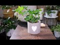 English Ivy (Hedera Helix) Care & Growing Guide - Plant Mom Care