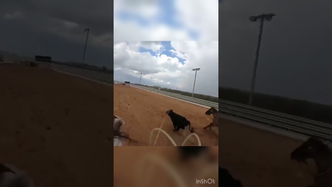 🤙🏼PERFECT team roping GoPro run! 📹: @cutterpake #shorts - YouTube