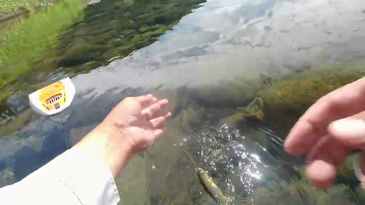 ２０２５　09  26根尾川