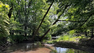 Tenkara Trout Fishing on Spring Creek!