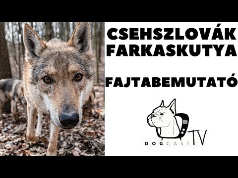 Videó: Farkaskutya: Jellem és Külső