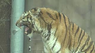 The sound of beasts roaring ASMR. Jaguar roar,Tiger roar,Lion roar,Leopard roar,Hawk roar,Eagle roar