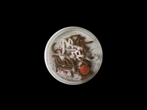 Mealworms Eating Plastic