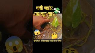 मनी प्लांट के पीले पत्ते और बैक्टीरिया का आसान इलाज 🌱 | पानी में Roots डाल दिए #shorts #garden