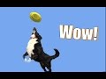 Go to the Next Level: Teach Your Dog to Be a Frisbee Superstar!