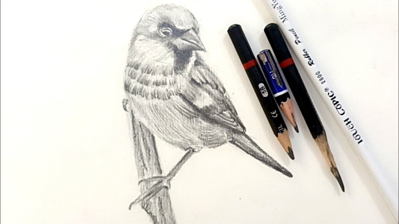 How to Draw Bird step by step, for beginners - YouTube