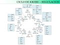 Seminario Piruvato deshidrogenasa y ciclo de Krebs. Parte 3.