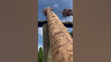 Huge Florida Sabal Palms Thick trunks