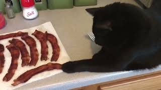 Bacon Thief!!