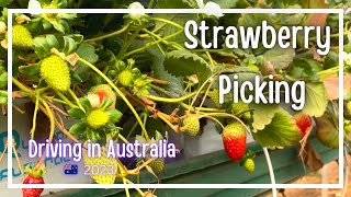 Exploring Queensland | Stanthorpe |Strawberry Picking 2023