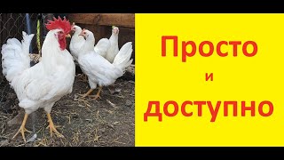 Куры, индюки, цыплята, индюшата. Важнейшие добавки к корму.Chickens, turkeys, chicks, poults.