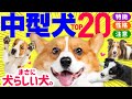 【2023年】中型犬 人気ランキングと解説❤️性格や飼いやすさも紹介！