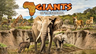 Zoo Tours: Giants of the Savanna | Dallas Zoo (AWARD WINNING!)