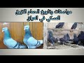مواصفات الحمام الازرق العراقي مع العم اكرم الفضلي 