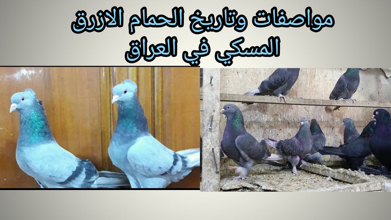 مواصفات الحمام الازرق العراقي مع العم اكرم الفضلي